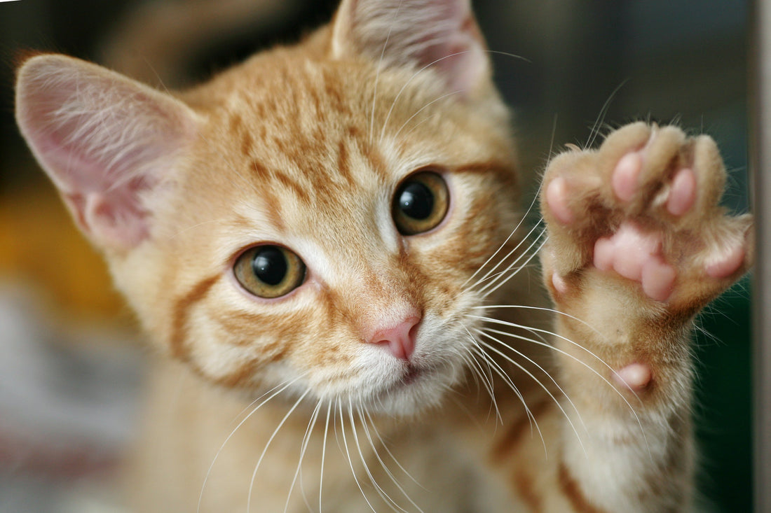 This is Why You Need to Keep Your Cat's Paws Healthy and Clean