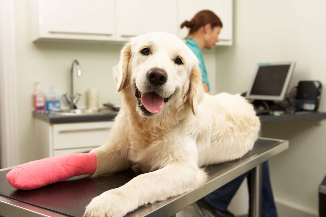 7 Tips for Caring for a Pet After Surgery