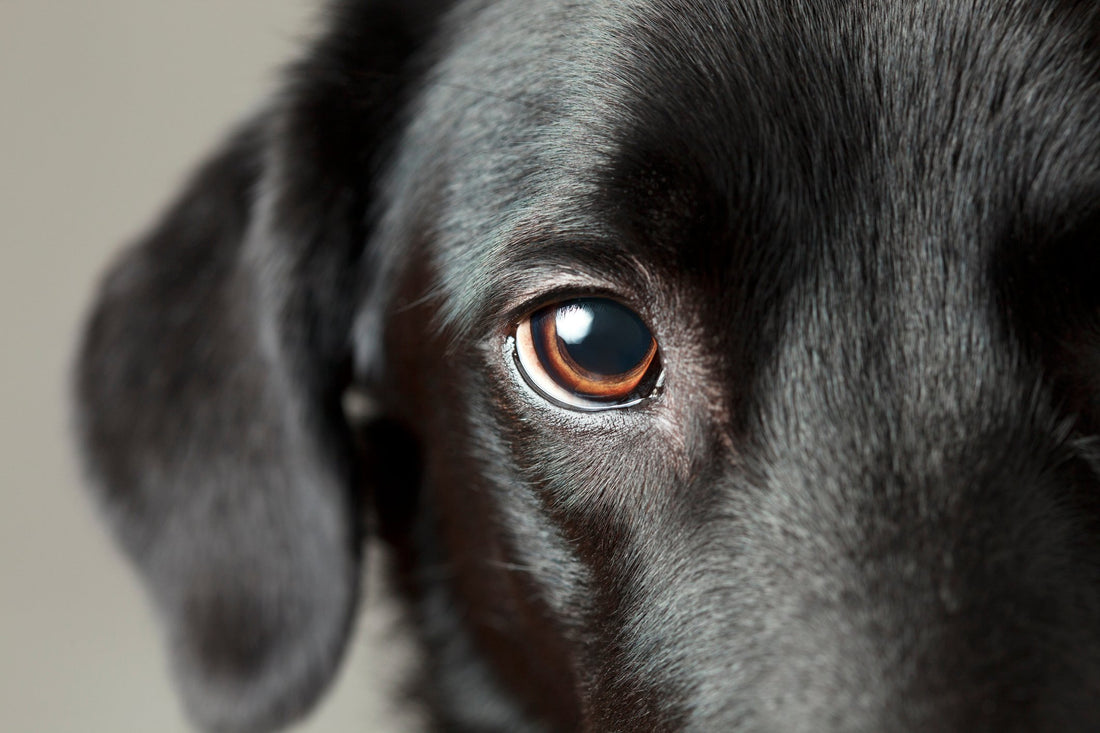Learn How to Treat These 4 Common Eye Problems in Dogs