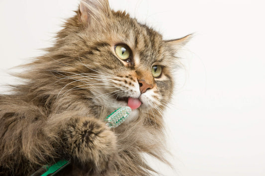 Can You Brush a Cat's Teeth?