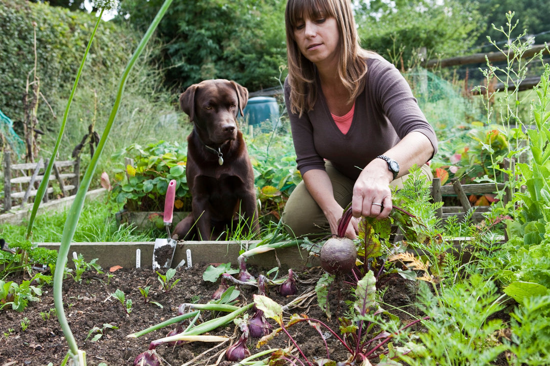 How to Keep Pets Safe Around Your Vegetable Garden