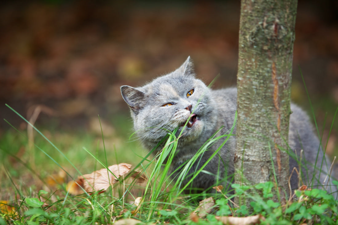 Why Do Cats Eat Grass and Is It Safe?
