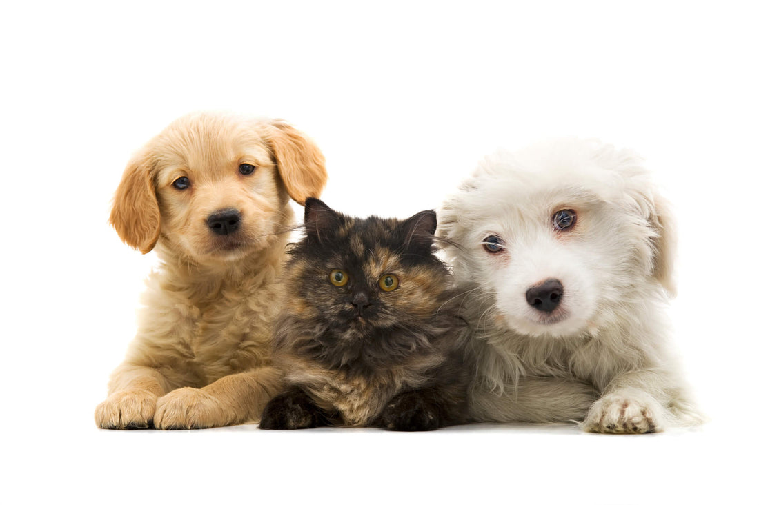 How Will You Celebrate National Puppy & Cuddly Kitten Day?