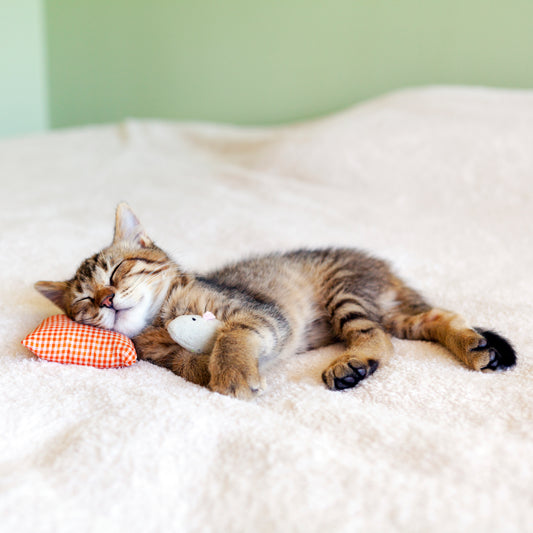 Help Your Kitten Grow into a Healthy Cat