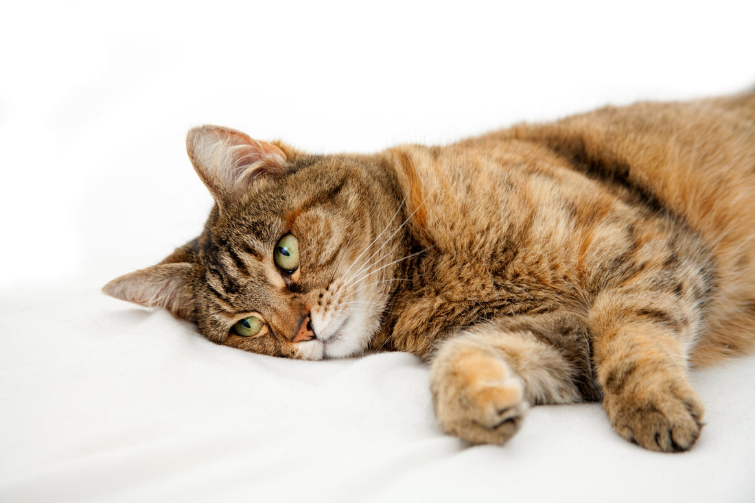 Feline Worms: Understanding One of the Most Common Cat Health Problems