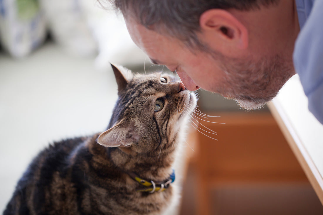 Behavior Changes That Could Indicate Your Cat's Poor Health