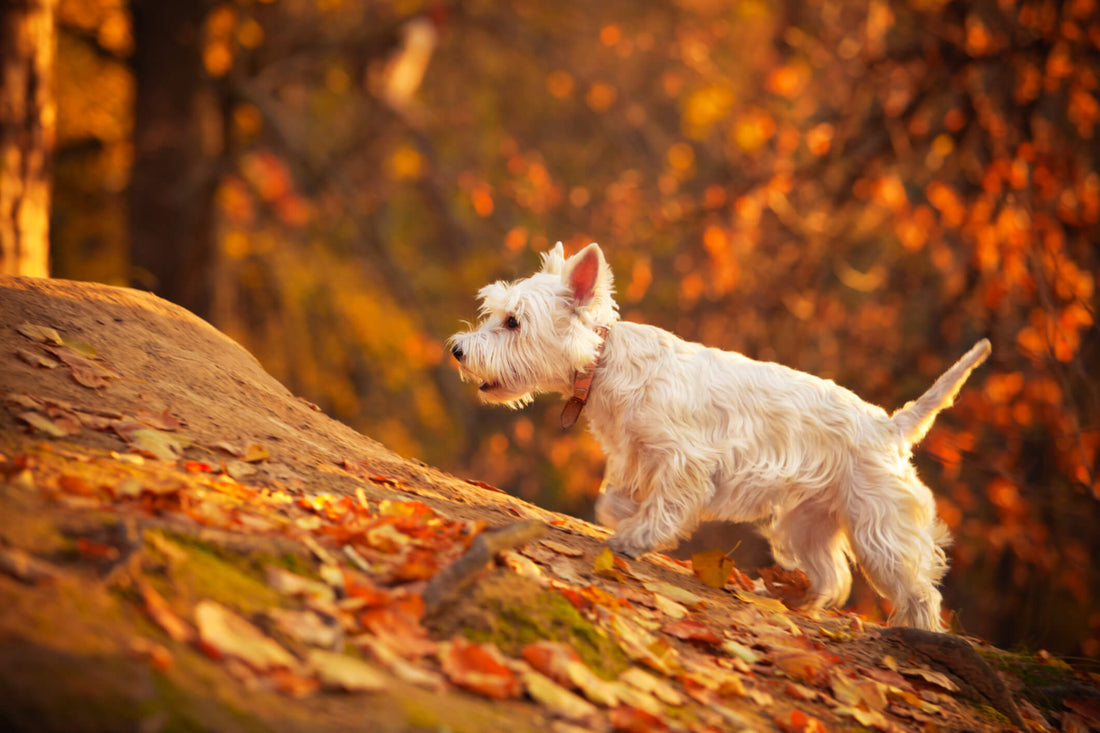 Fall Exercise Tips to Help Your Overweight Pup Slim Down