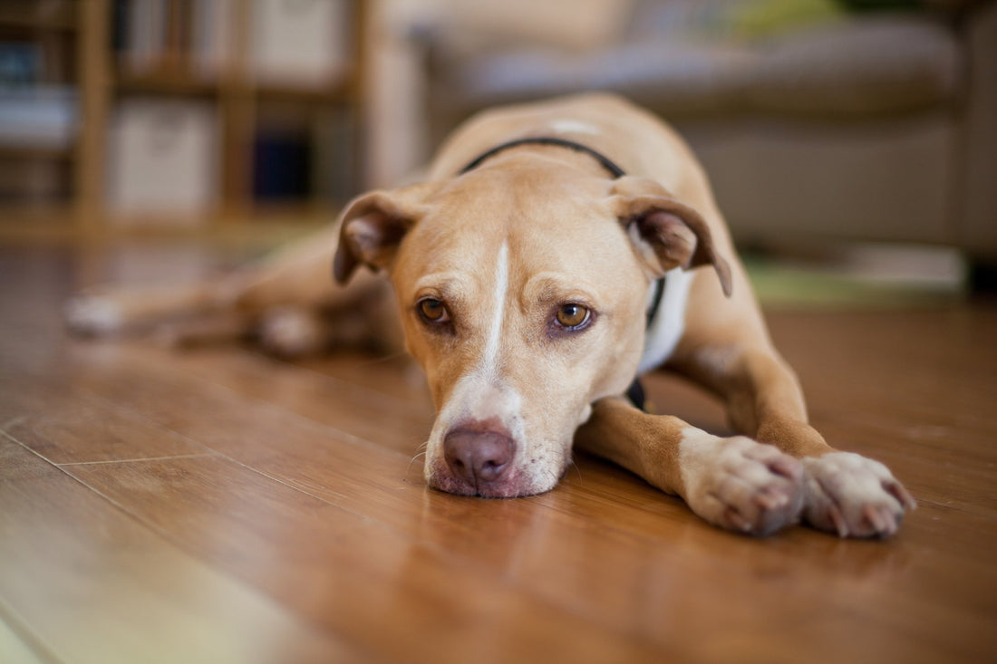 How to Help Your Furry Friend Cope with Cushing's Disease in Dogs