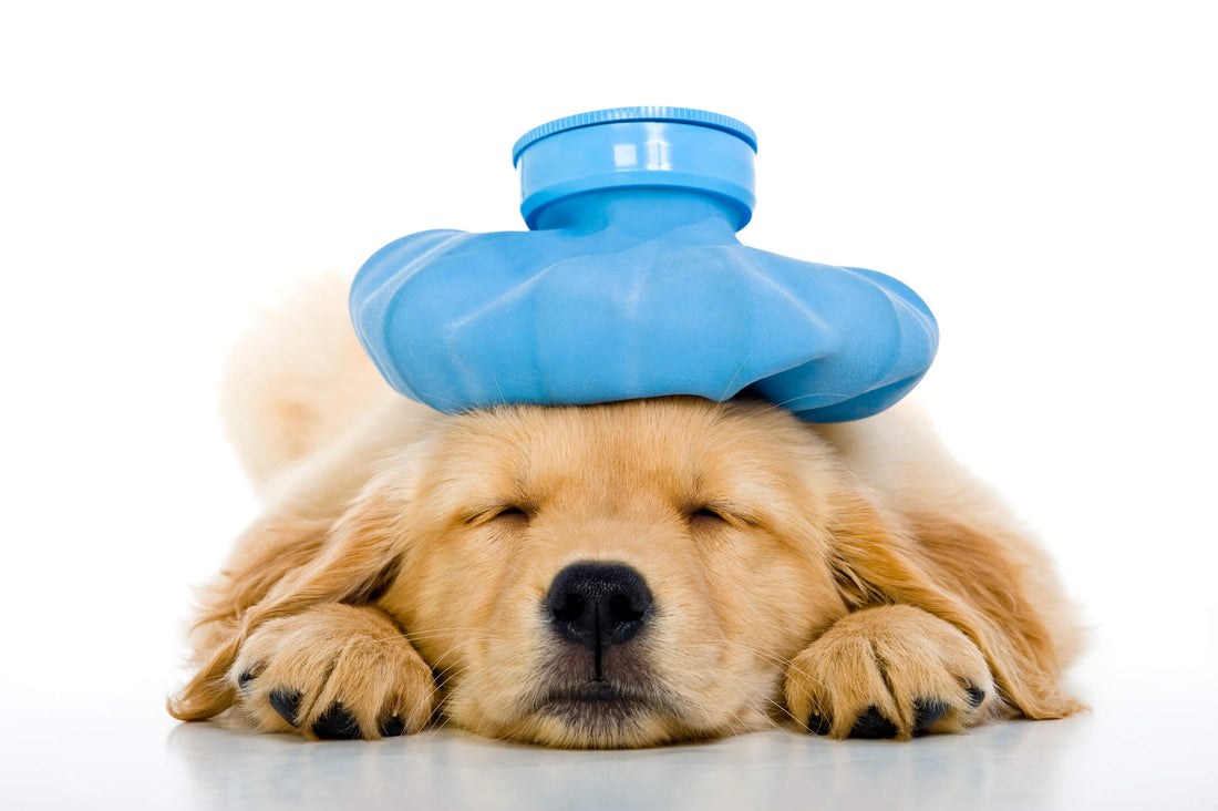 Watch Out for These 4 Common Puppy Ailments
