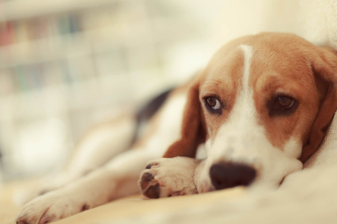 6 Major Causes of Liver Disease in Dogs