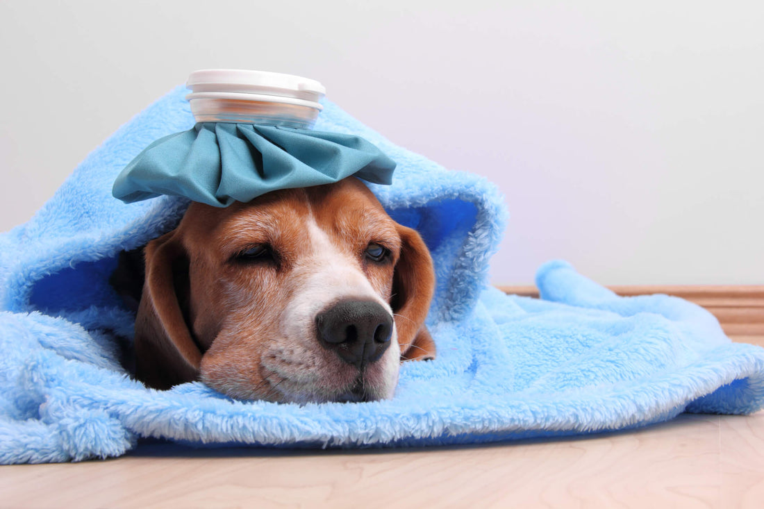 Your Dog Can Get the Seasonal Flu, Too!