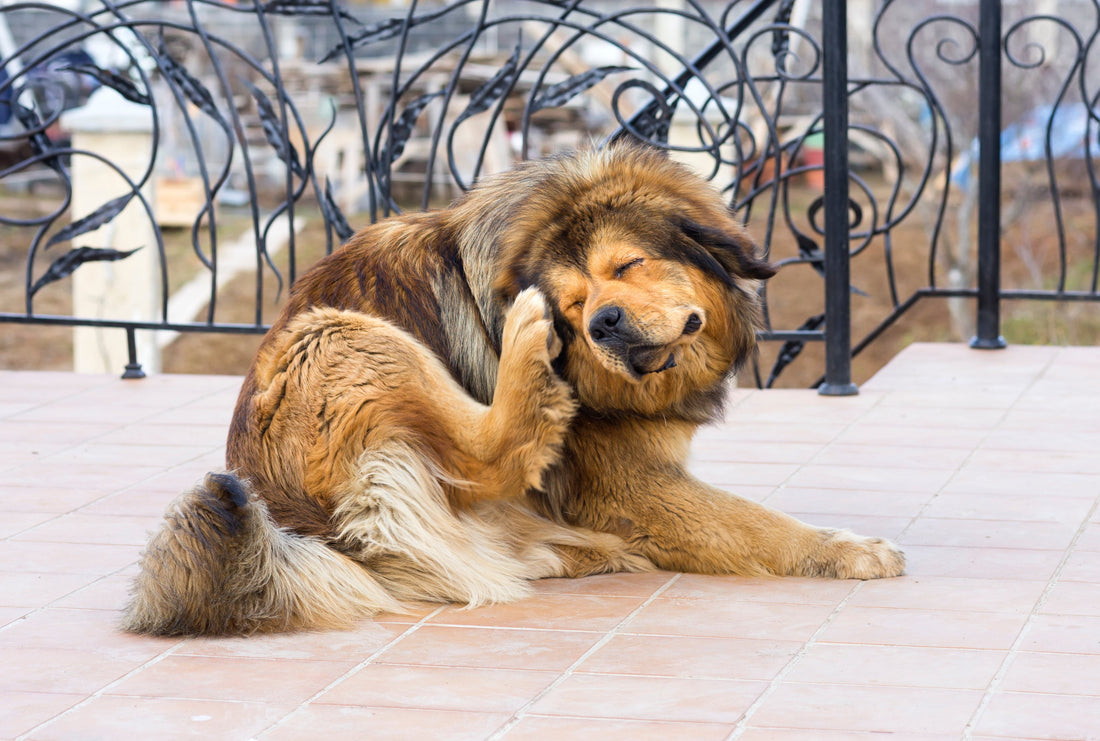 4 Popular Home Remedies For Itchy Skin In Dogs