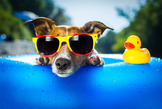 7 Summer Safety Tips for Dogs