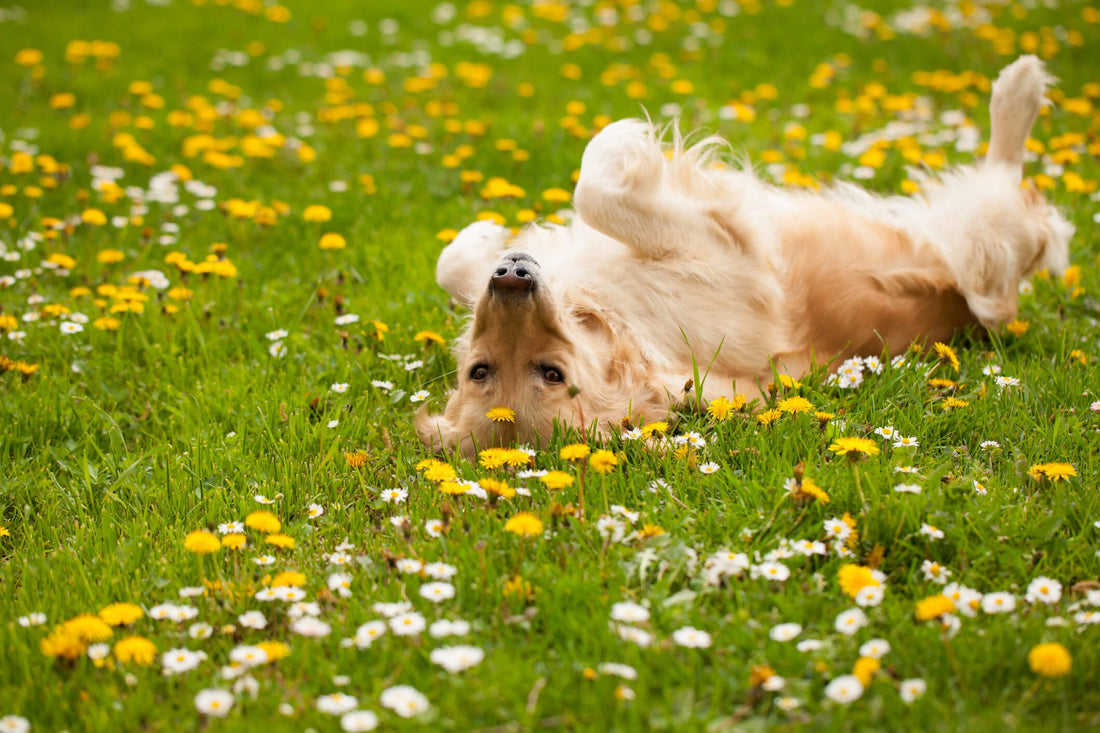 Could Your Pet's Wellness be Found in this Common Weed?