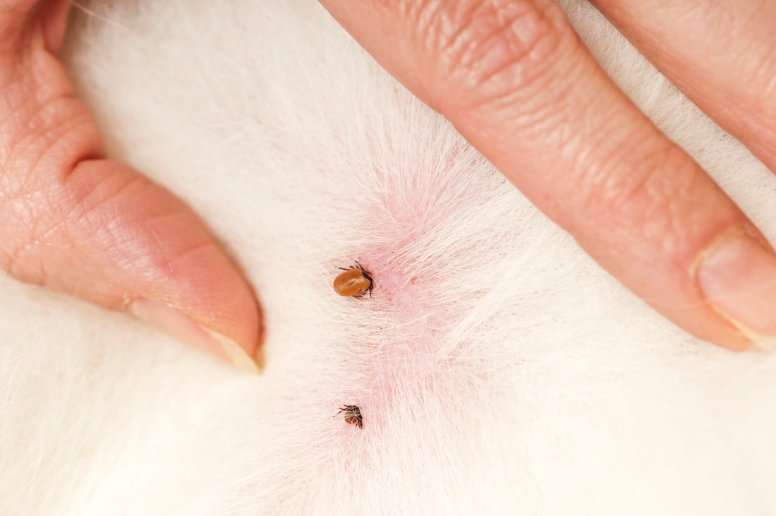 You've Found a Tick on Your Dog... Now What?
