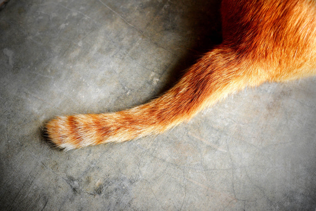 5 Common Cat Tail Injuries and How to Spot Them