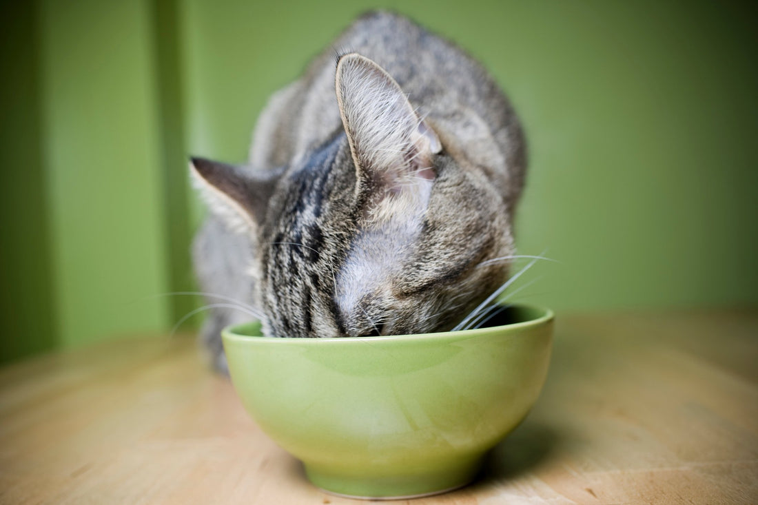A Ravenous Appetite May Signal Hyperthyroidism in Your Cat