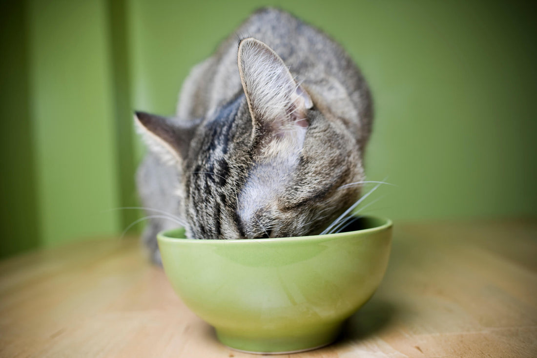 How Nutrition Can Help Manage Your Cat's Hyperthyroidism