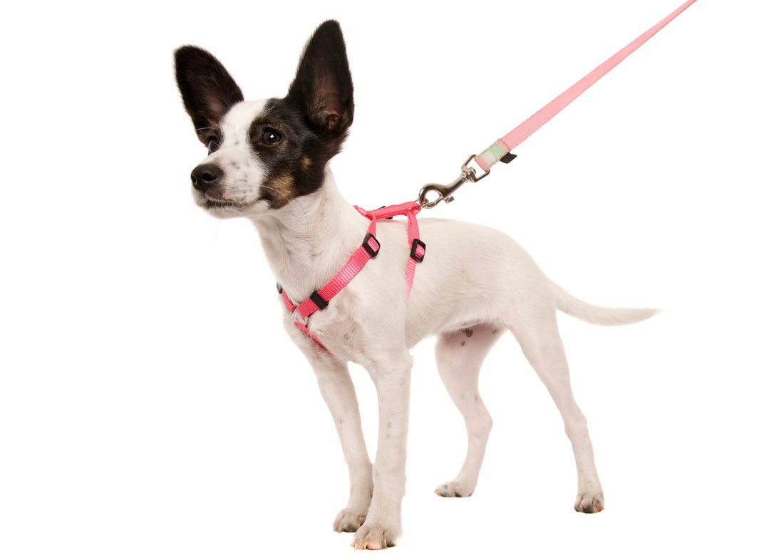 Harness vs. Collar: What is The Right Choice for Walking Your Dog