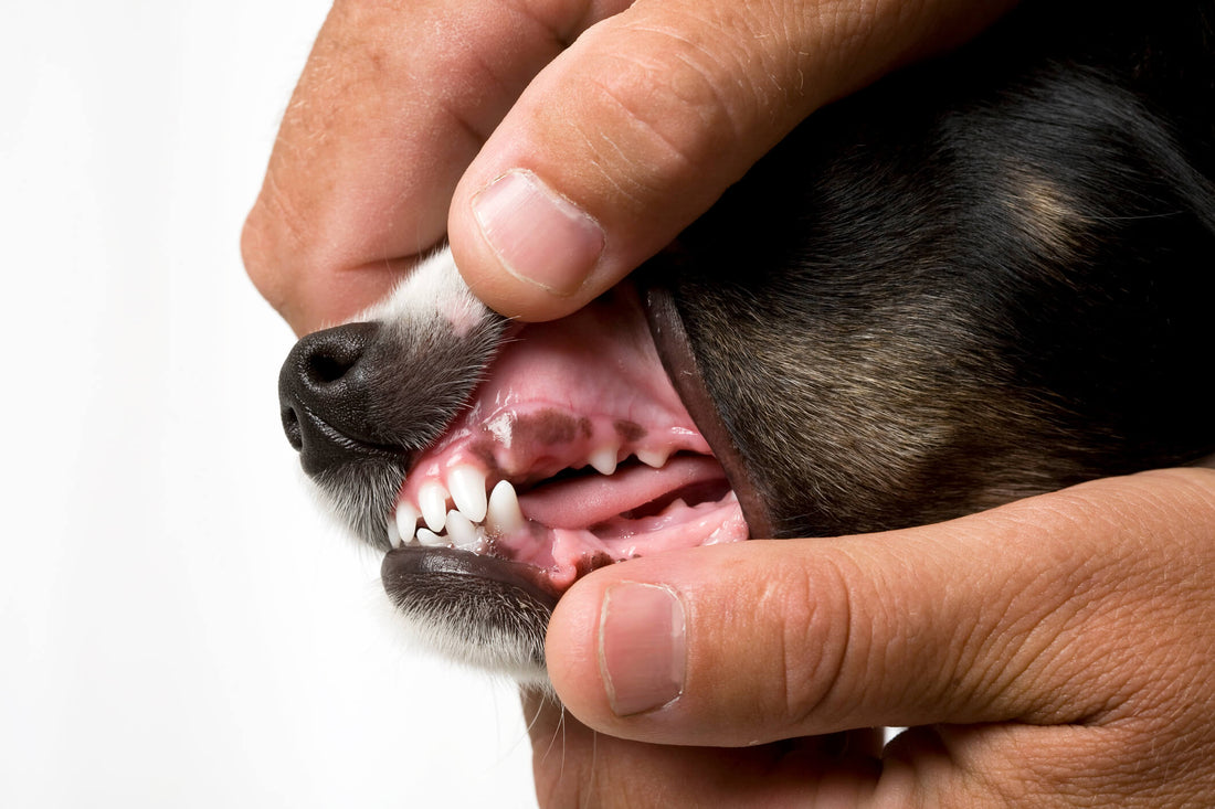 Do Your Dog's Gums Look Normal? Here's How to Tell