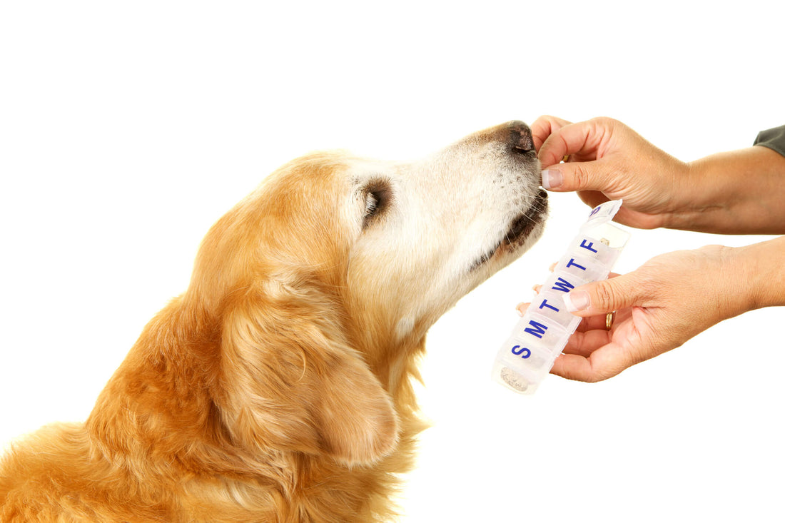 Why Pet Health Supplements Are Worth It