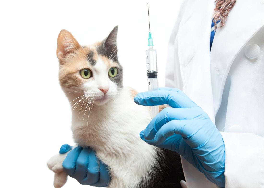 Why Is Your Pet's Rabies Shot So Important?