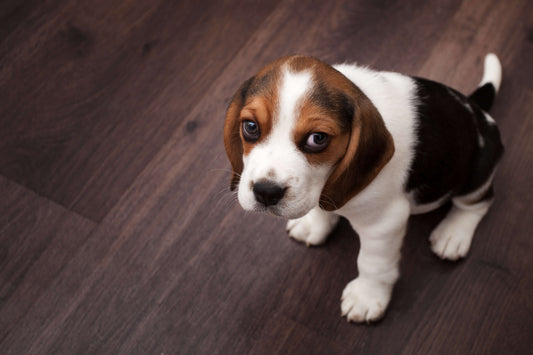 5 Symptoms of Colic in Dogs and How to Address Them