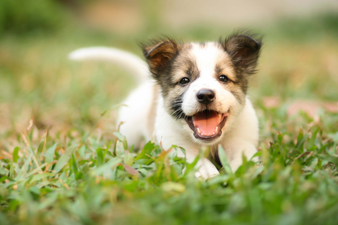 5 Frequently Asked Questions About Puppies