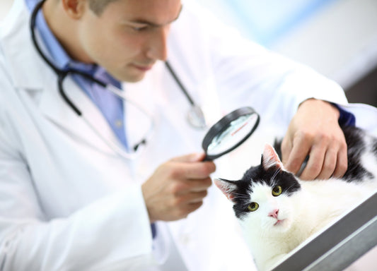 5 Reasons Your Cat's Skin is Dry and Flaky