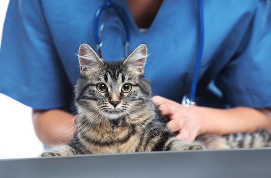 What is Causing My Cat's Skin Infections?