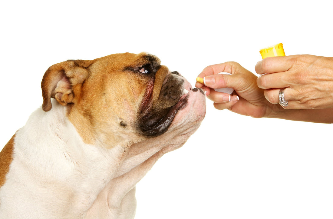What You Should Know About Your Pup's Prescription Medication