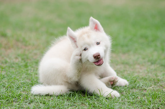 Getting to the Bottom of the Allergies Your Dog is Experiencing