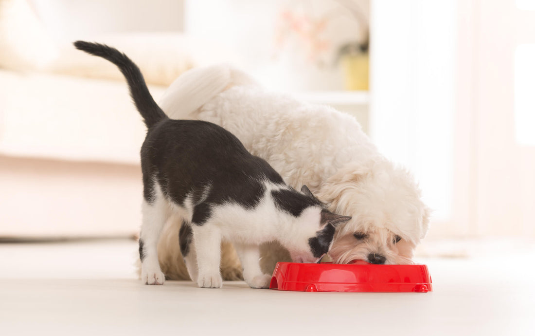 Why Omega 3s Are a Must-Have in Any Pet's Healthy Diet