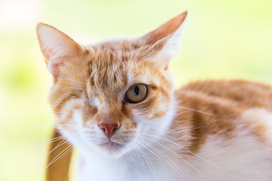How to Care for a Cat with Vision Impairments