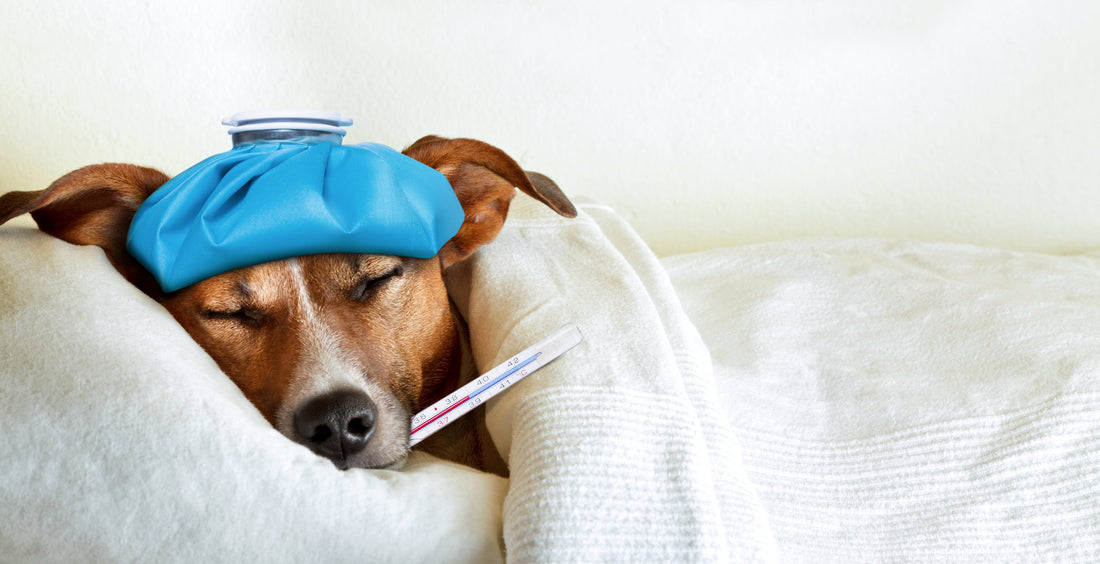 My Dog Feels Warm: Does it Have a Fever?