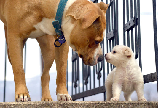 Can a Puppy Really Help Your Senior Dog's Health?
