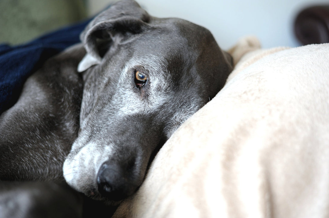 Can Dogs Experience Memory Loss?