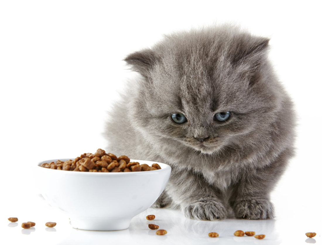 7 Solutions to Your Cat's Fussy Eating
