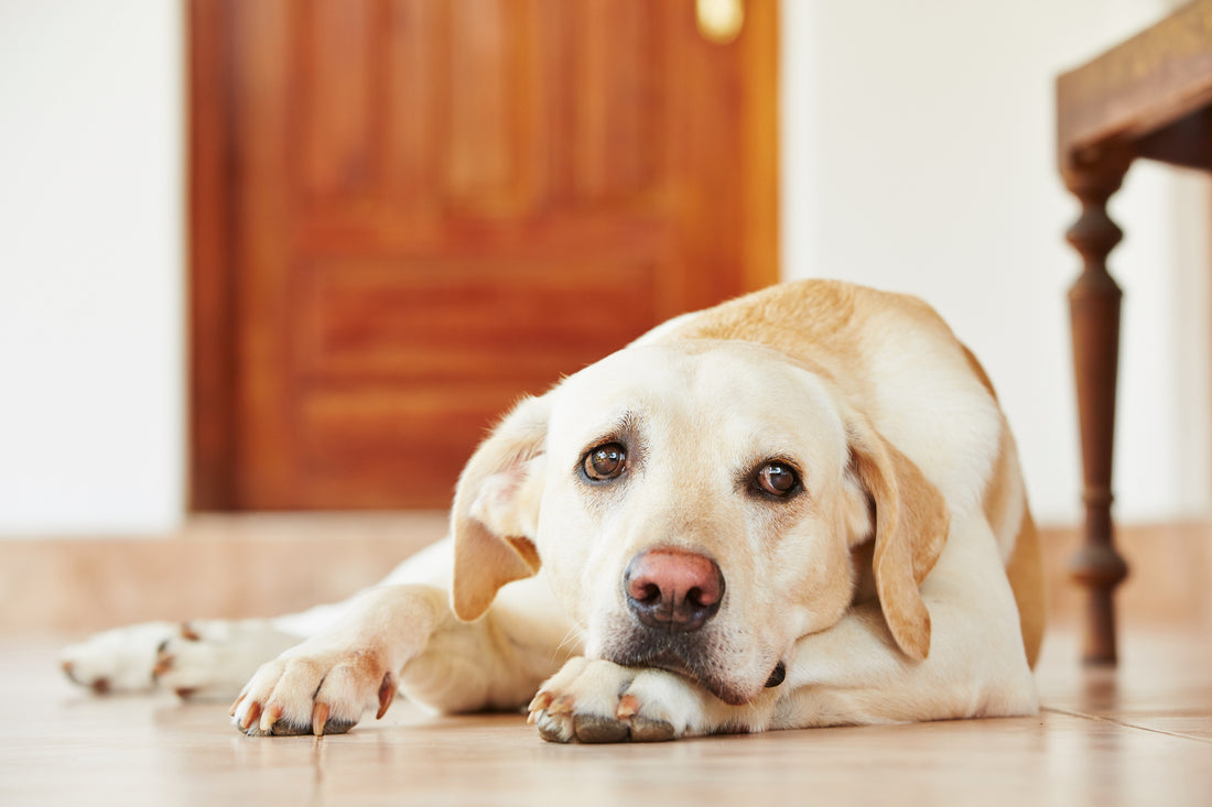 How to Help Your Dog Overcome Its Separation Anxiety
