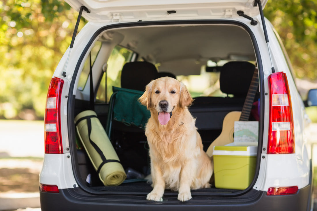 5 Steps to Easier Car Travel with Your Pet