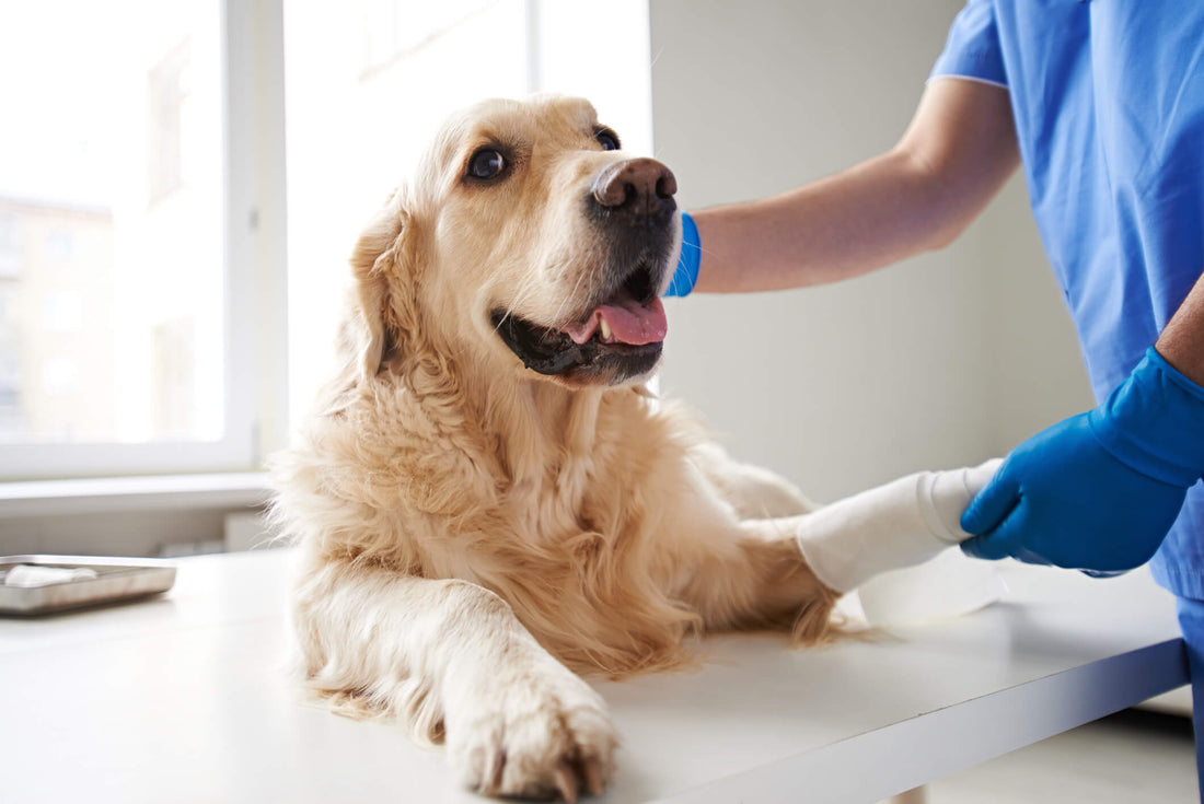 What Do You Know About ACL Injuries in Active Dogs?