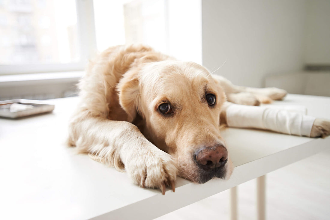 The Dos and Don'ts of Treating Pet Pain