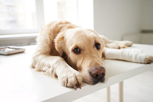 September is Animal Pain Awareness Month
