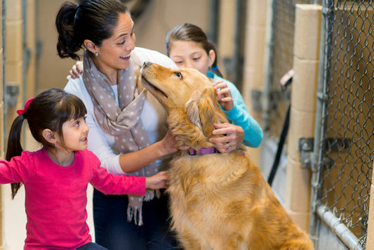 How to Care for a Recent Dog Rescue