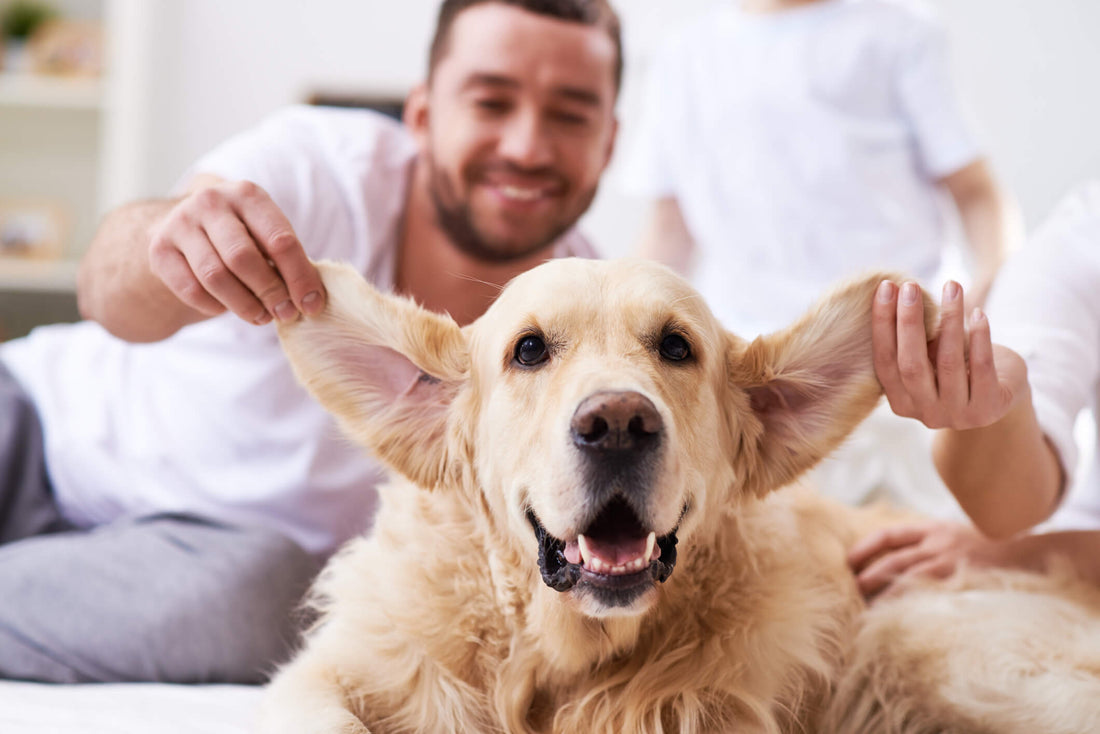 4 Tips for Preventing Dog Ear Infections