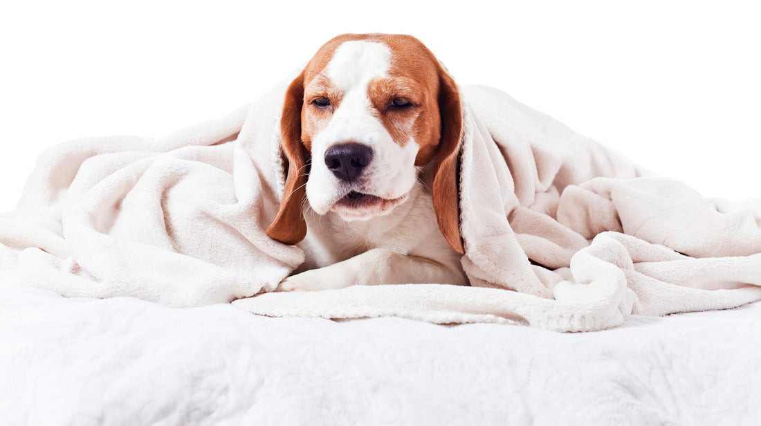 How Unchecked Infections Can Lead to Pneumonia in Your Pup
