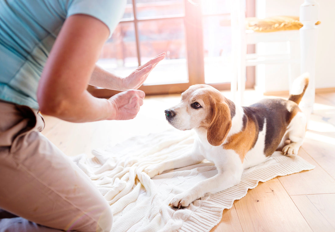 Are You Making These Training Mistakes with Your Dog?
