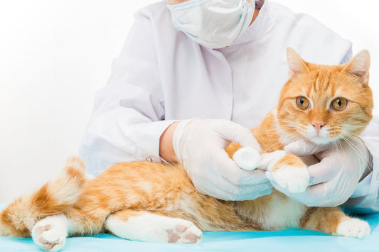Caring for A Cat with a Broken Bone