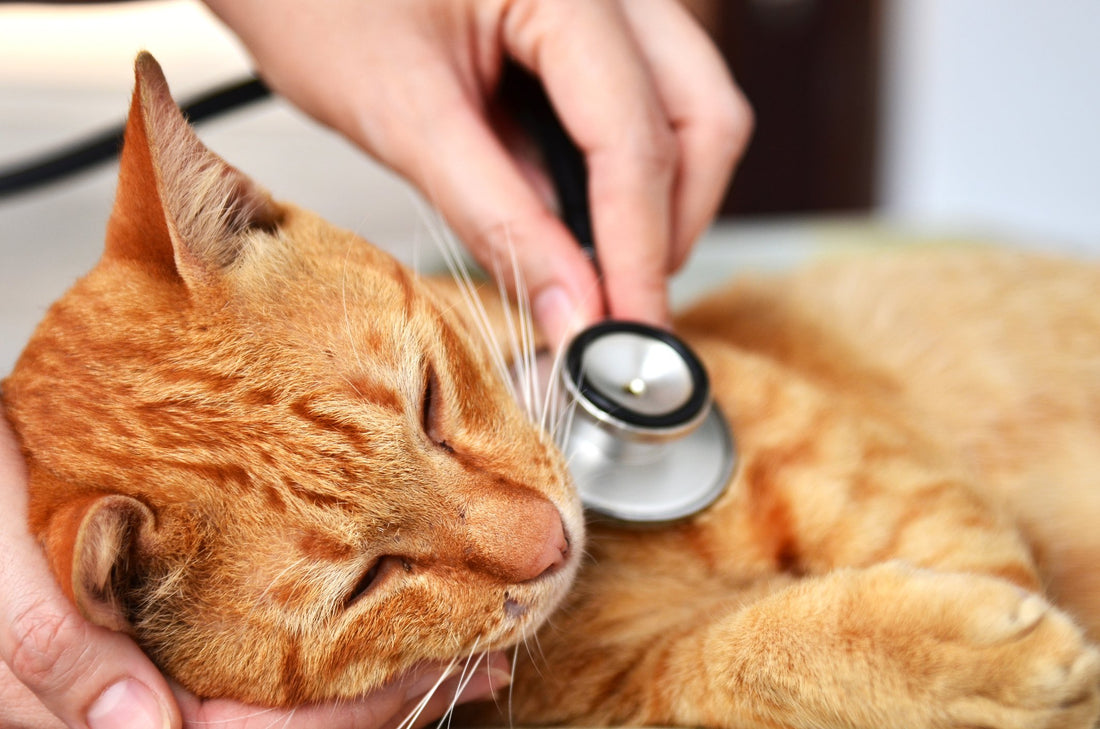4 Common Types of Cat Cancer