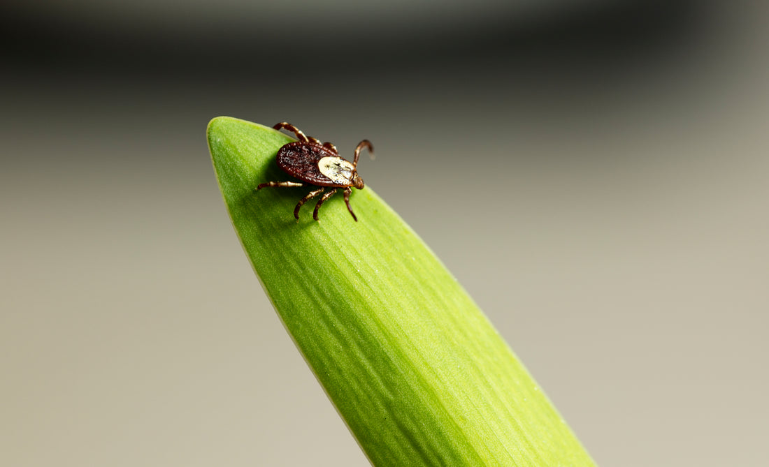 Ticks Are A Year-Round Issue: Helping Your Pup Avoid Lyme Disease